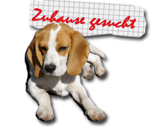 Beaglewelpen Vermittlung