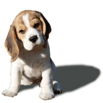 Beaglewelpe horcht aufmerksam