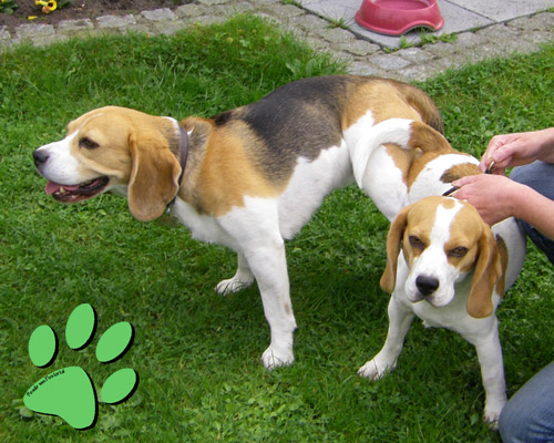 Beagles Deckakt Welpen
