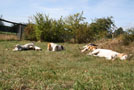 Beagles liegen im Garten