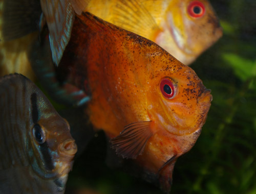 Diskus