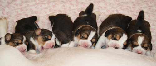 6 Beagle Welpen saugen an Beagle H&uuml;ndi Yvi