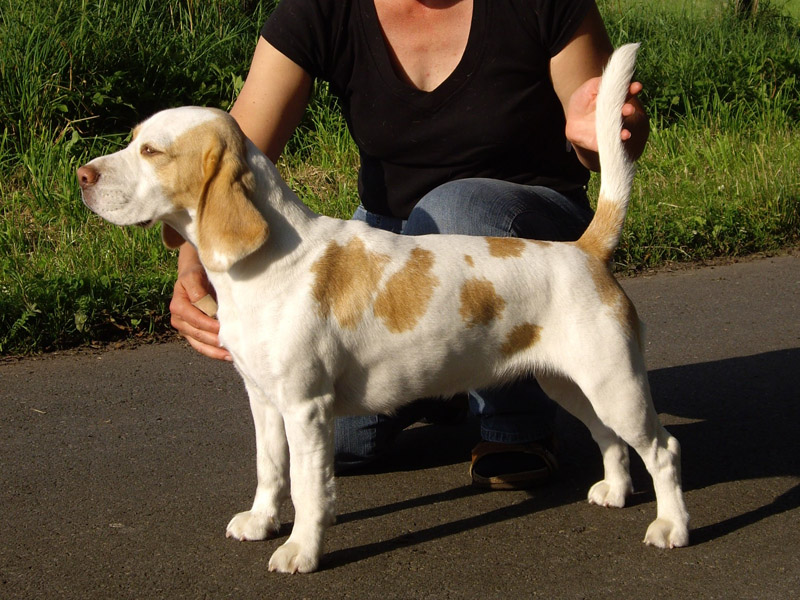 Beagle Kir Mara's Yvi