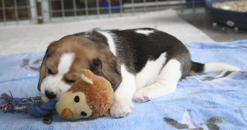 sechs Wochen alter Welpe