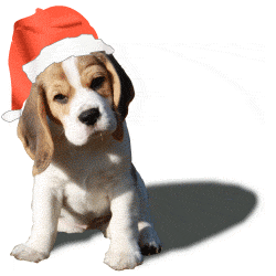 Beaglewelpe Murphy