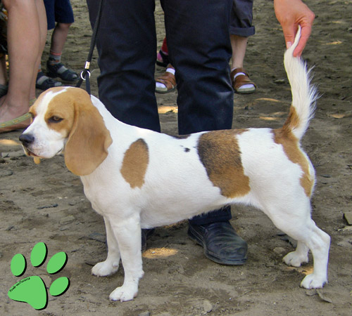 Beaglehuendin Olga