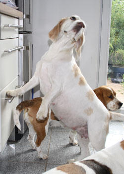 trächtige Beaglehündin bettelt