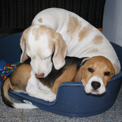 Beaglewelpe Beethoven mit seiner Mutter Yvi