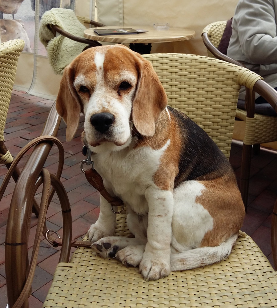 Beagle Odetta 2017