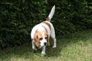 Beagle Olga im Garten in Barsinghausen