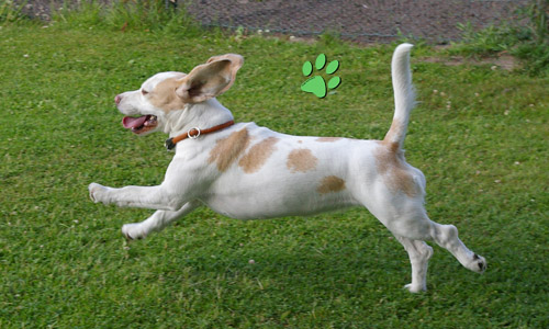 Hund sucht Herrchen