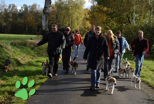 Beaglespaziergang Beagles