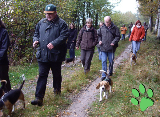 Beaglespaziergang durch den Wald. Unsere Beagles sind aufgeregt.