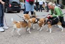 Beagles auf der Schaumburg