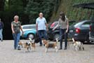 Beagles auf Parkplatz