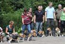 Beagle Gruppenfoto