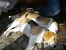 Halb-Geschwister Emma und Beethoven