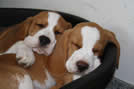 Beaglewelpen Delia und Donna