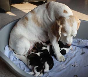 Beagle und Beaglewelpen