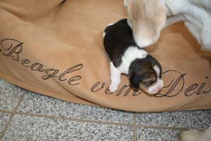 Beaglewelpe