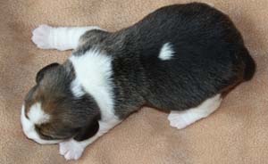 Beagle