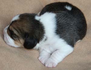 Beaglewelpe