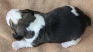Emil der Erste Junge unter Beaglewelpen