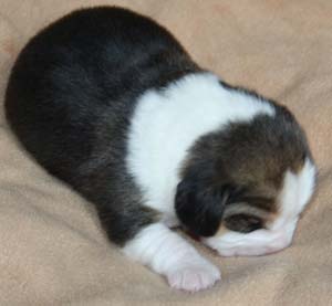 Beaglewelpe in Schleswig-Holstein