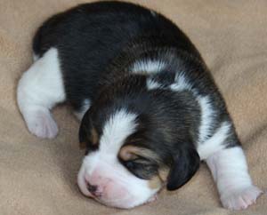 Beaglewelpen