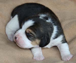 Beaglewelpe