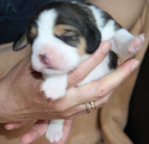 Beaglewelpe f&uuml;r Barsinghausen, Region Hannover