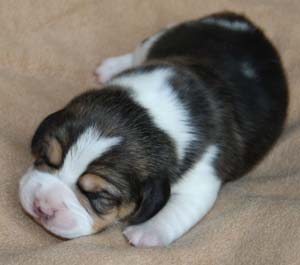 Beagle f&uuml;r Schleswig-Holstei
