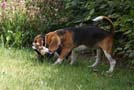 Fiona mit Odettas Welpen im Garten