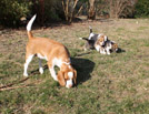 Beagles im Garten