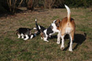 Beaglewelpen 2011