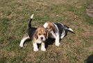 Beaglewelpen Niedersachen Barsinghausen