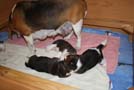 Welpen 3 Wochen