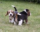 Beaglebabys spielen
