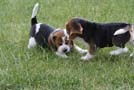 Welpen spielen