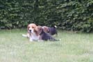 Beaglefamilie