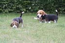 Hundefamilie