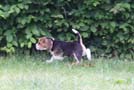 Welpen im Garten