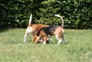Hundebabys