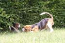 Beaglebabys