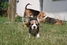 Hundewelpen