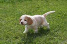 Beaglewelpe bicolor m&auml;nnlich