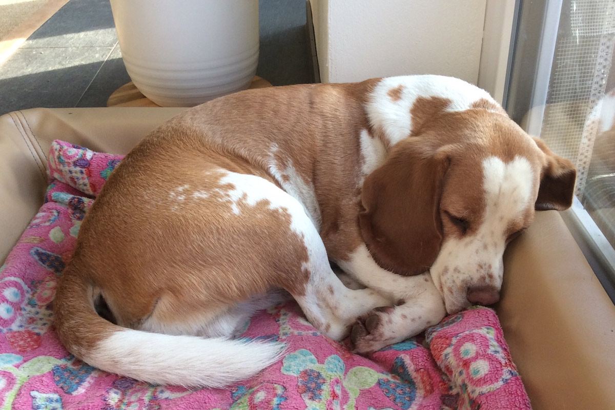 Beagle Kurt