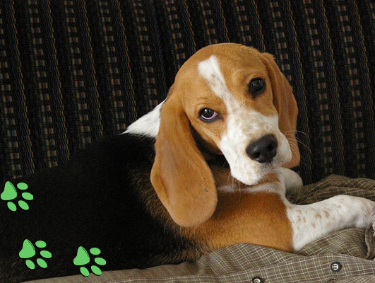 Beagle Odetta von Rekkas Holzhtte