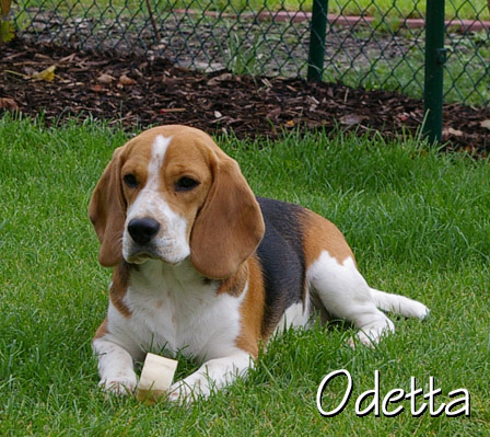 Odetta von Rekkas Holzhtte