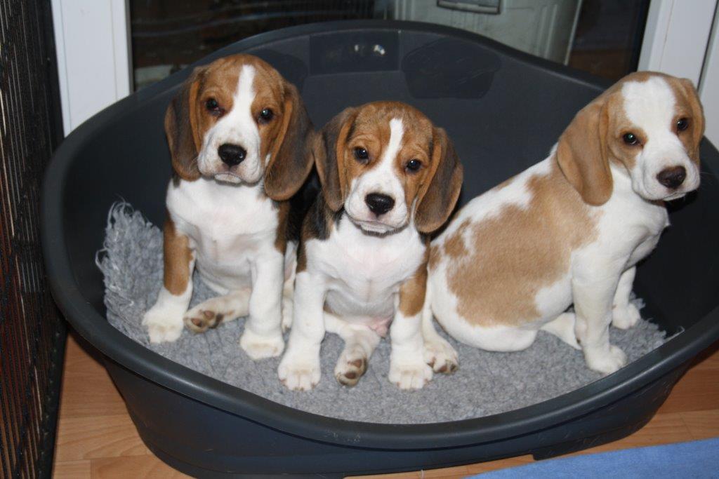 Welpen Pauke, Petter und Pepe